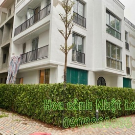 HÀNG RÀO CÂY SANH 2 MẶT LẮP TẠI HÀ NỘI