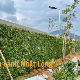 LẮP ĐẶT HÀNG RÀO CÂY SANH CHO KHÁCH TẠI LÂM ĐỒNG
