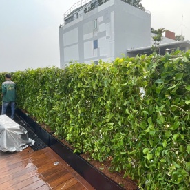 LẮP HÀNG RÀO CÂY SANH CHO KHÁCH Ở BÌNH THẠNH