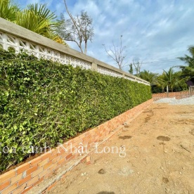 LẮP HÀNG RÀO CÂY SANH CHO KHÁCH Ở LÂM ĐỒNG