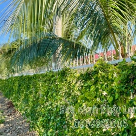 LẮP HÀNG RÀO CÂY SANH Ở ĐỒNG NAI