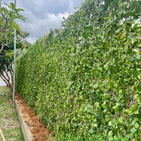 LẮP HÀNG RÀO CÂY SANH Ở MADAGUI LÂM ĐỒNG
