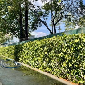 LẮP HÀNG RÀO CÂY SANH Ở TRƯỜNG ĐH SƯ PHẠM KỸ THUẬT TP.HCM