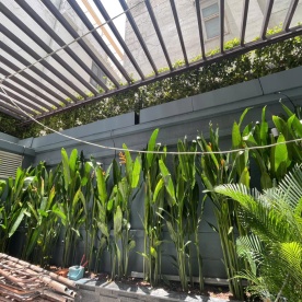 LẮP HÀNG RÀO CÂY SANH TRÊN CAO CHO KHÁCH Ở QUẬN 3