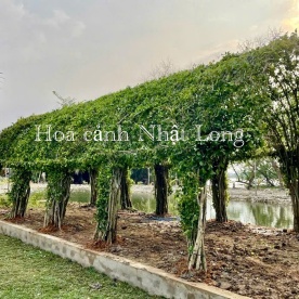 LẮP NHÀ VÓM CÂY SANH TRANG TRÍ FARM Ở QUẬN 2