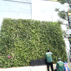 LẮP TƯỜNG RÀO CÂY SANH CHO TRƯỜNG SÀI GÒN SUN Ở GÒ VẤP HCM