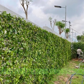 THI CÔNG HÀNG RÀO CÂY SANH TẠI LÂM ĐỒNG