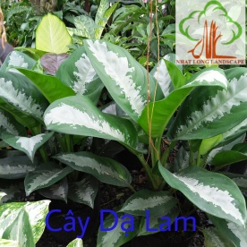 CÂY DẠ LAM