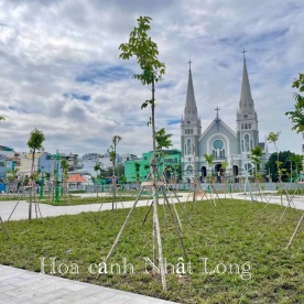 THI CÔNG TRANG TRÍ CÂY XANH Ở PHƯỜNG 6 QUẬN TÂN BÌNH