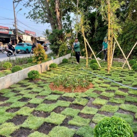 TRANG TRÍ CÂY CẢNH CÔNG VIÊN TÂN HOÀ, TÂN HIỆP, HÓC MÔN